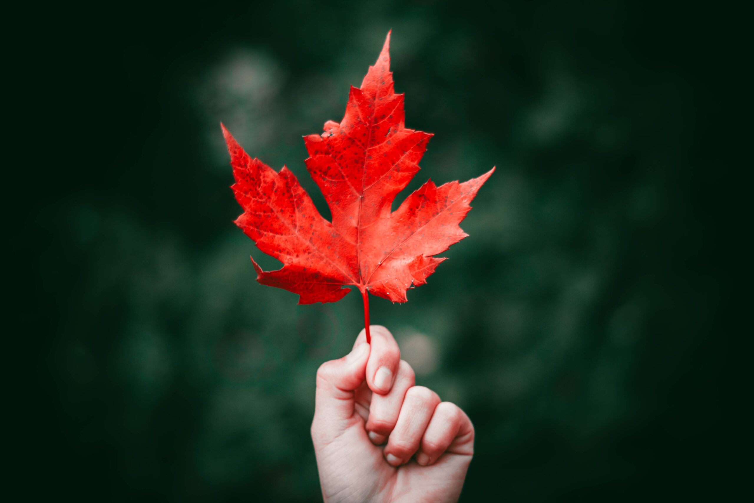 A photo of a hand holding a bright red maple leaf.