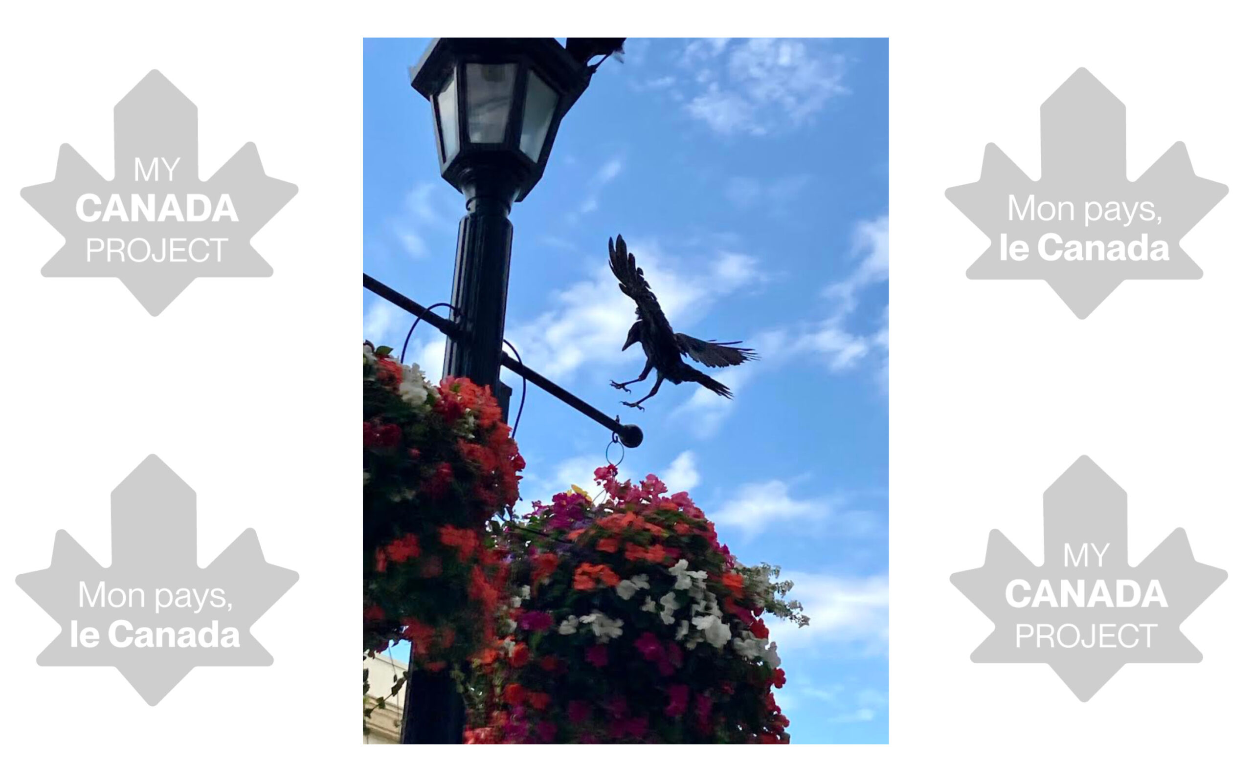 A photo of a crow in flight about to land on a lamppost.  The crow has its wings and feet outstretched towards a perch on the lamppost, it is inches away from landing. The lamppost stands on the left side of the image. Planters full of colourful flowers hang from the lamppost.